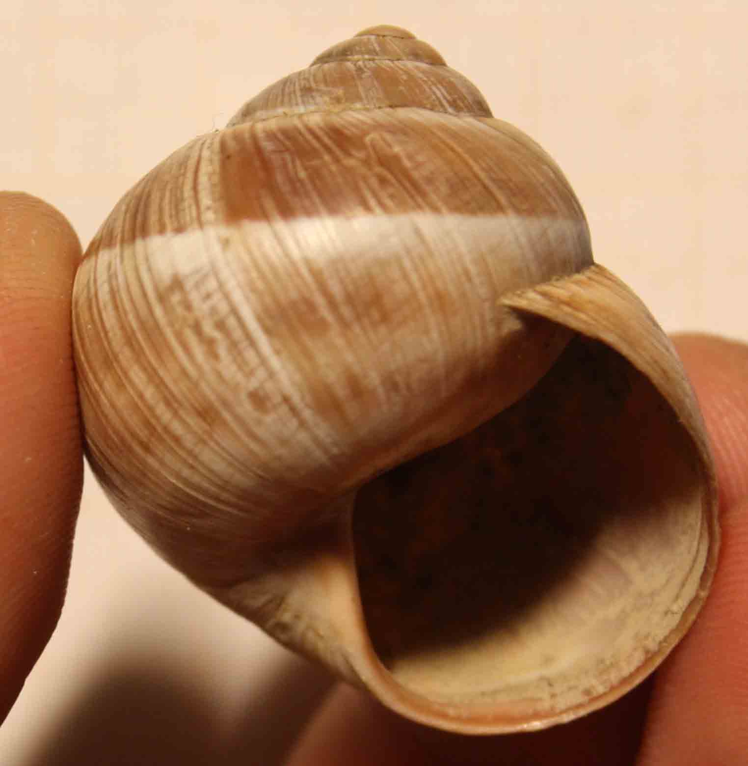 da identificare: dalla valle del Santerno (Imola)